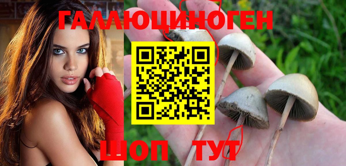 Псилоцибиновые грибы GOLDEN TEACHER  Вход с VPN  Чапаевск  Галлюциногенные грибы Psilocybe 